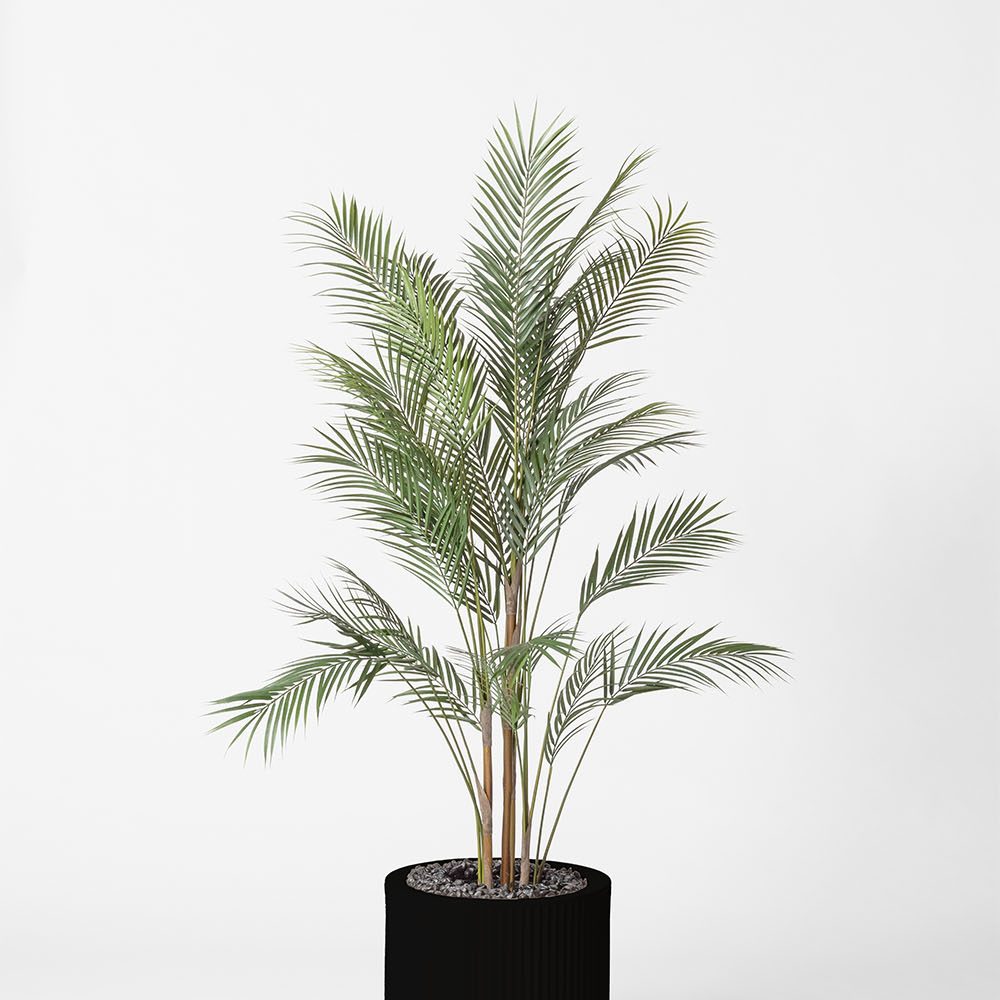Areca - Noir