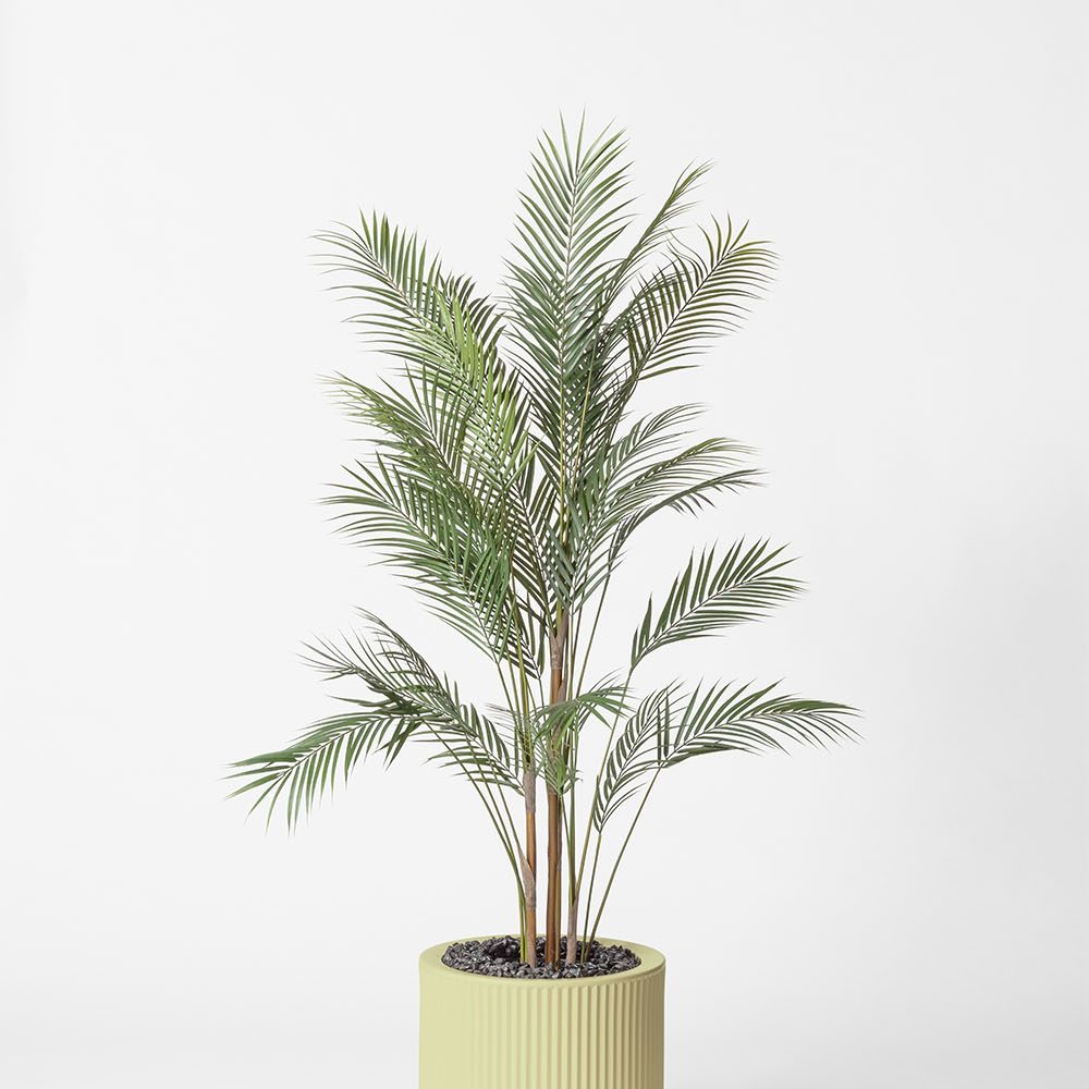 Areca - Pistache