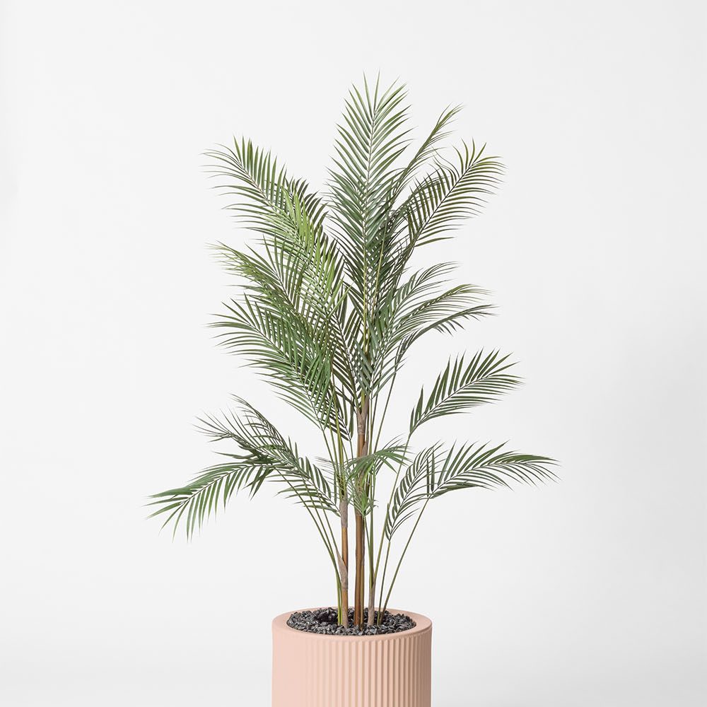 Areca - Rose