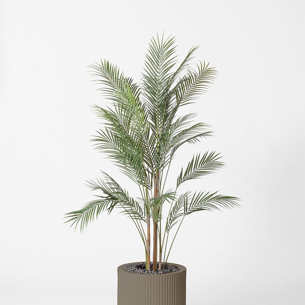 Areca - Tortora