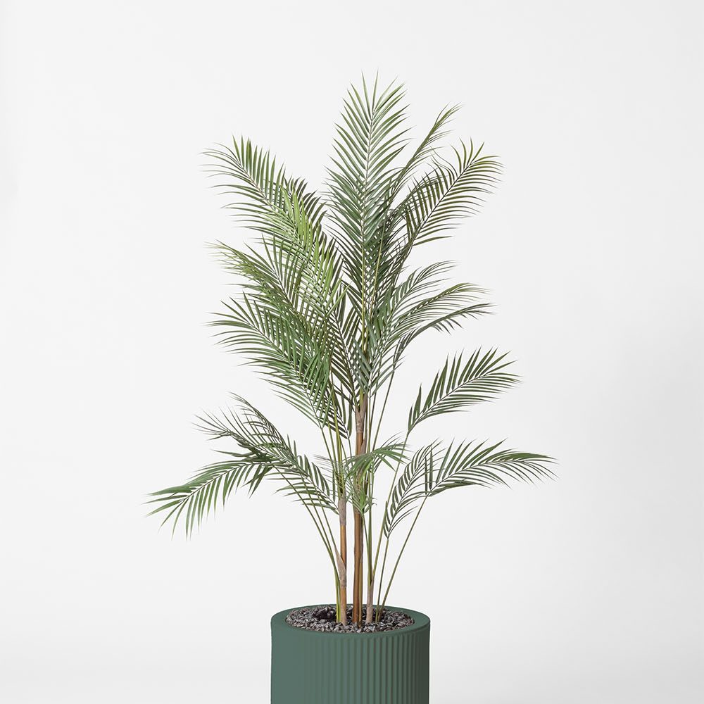 Areca - Vert