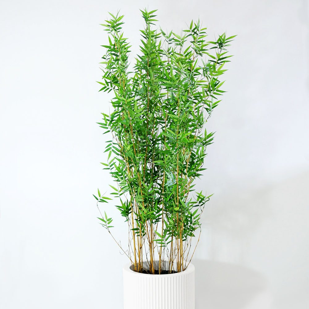 Bambou - Blanc