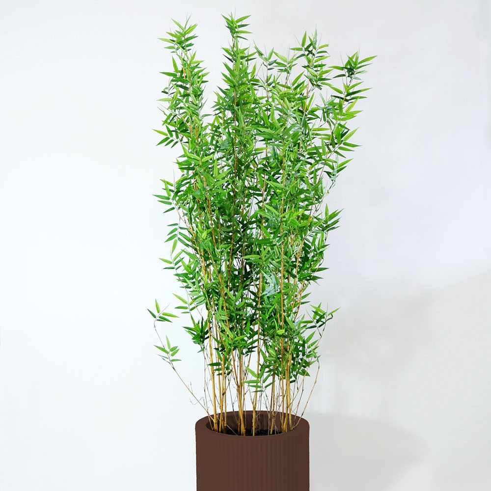 Bambou - Marron