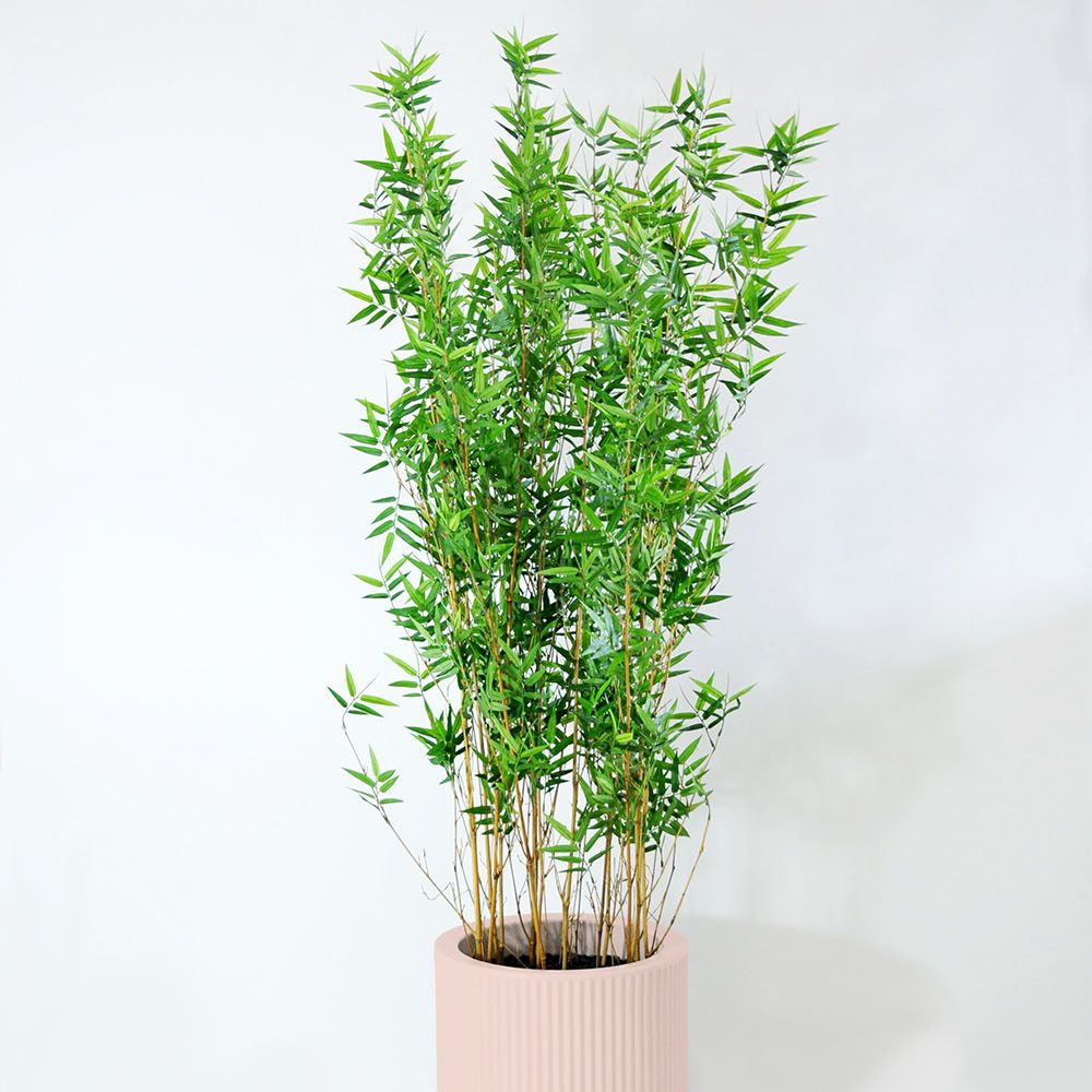 Bambou - Rose