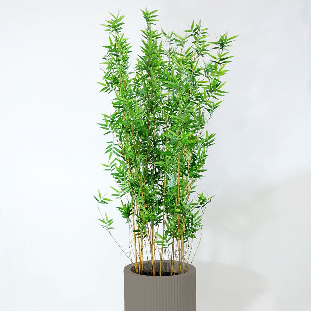 Bambou - Tortora