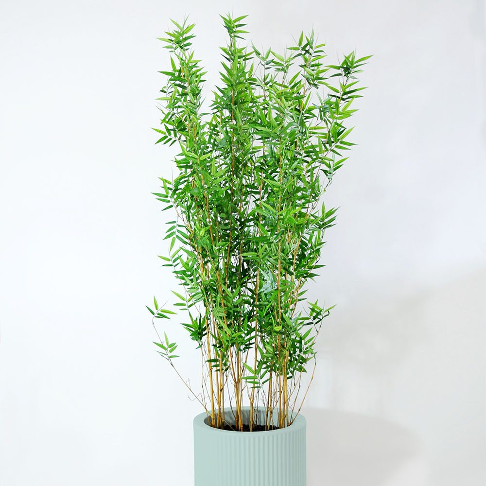Bambou - Turquoise