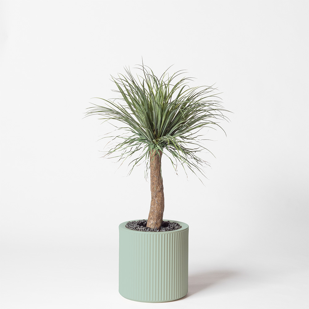Beaucarnéa - Turquoise