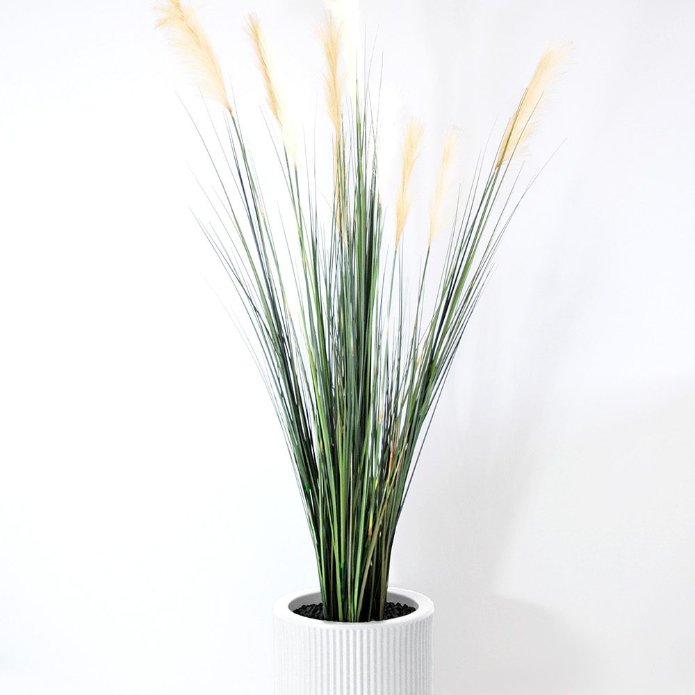 Carex - Blanc