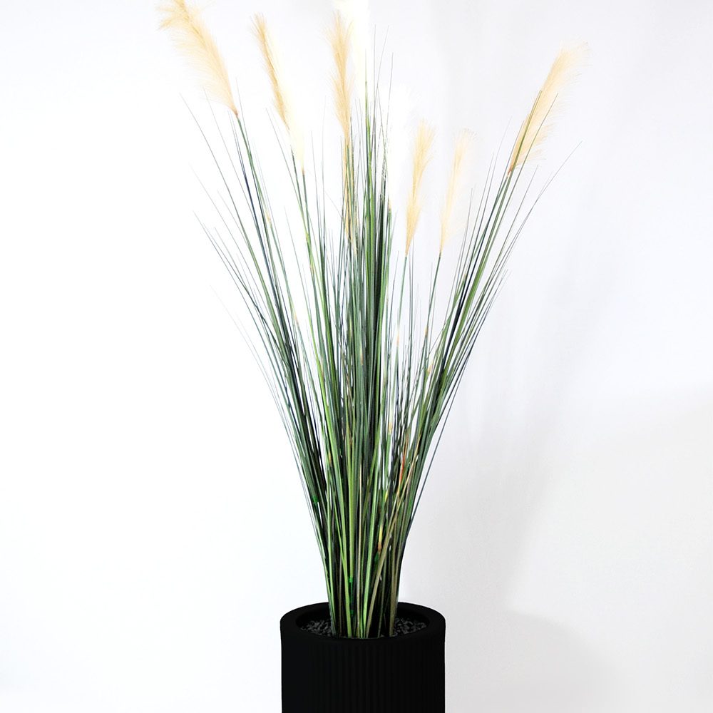 Carex - Noir