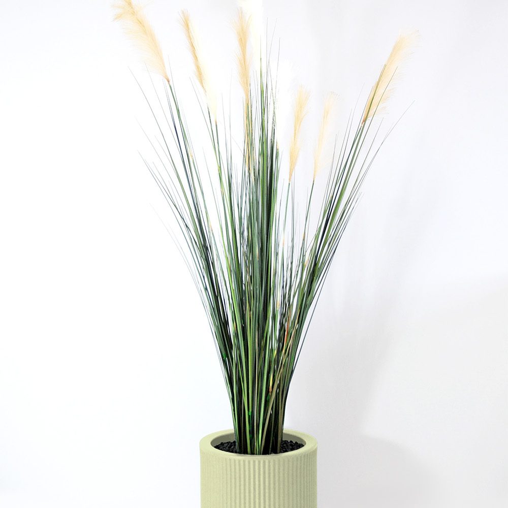 Carex - Pistache