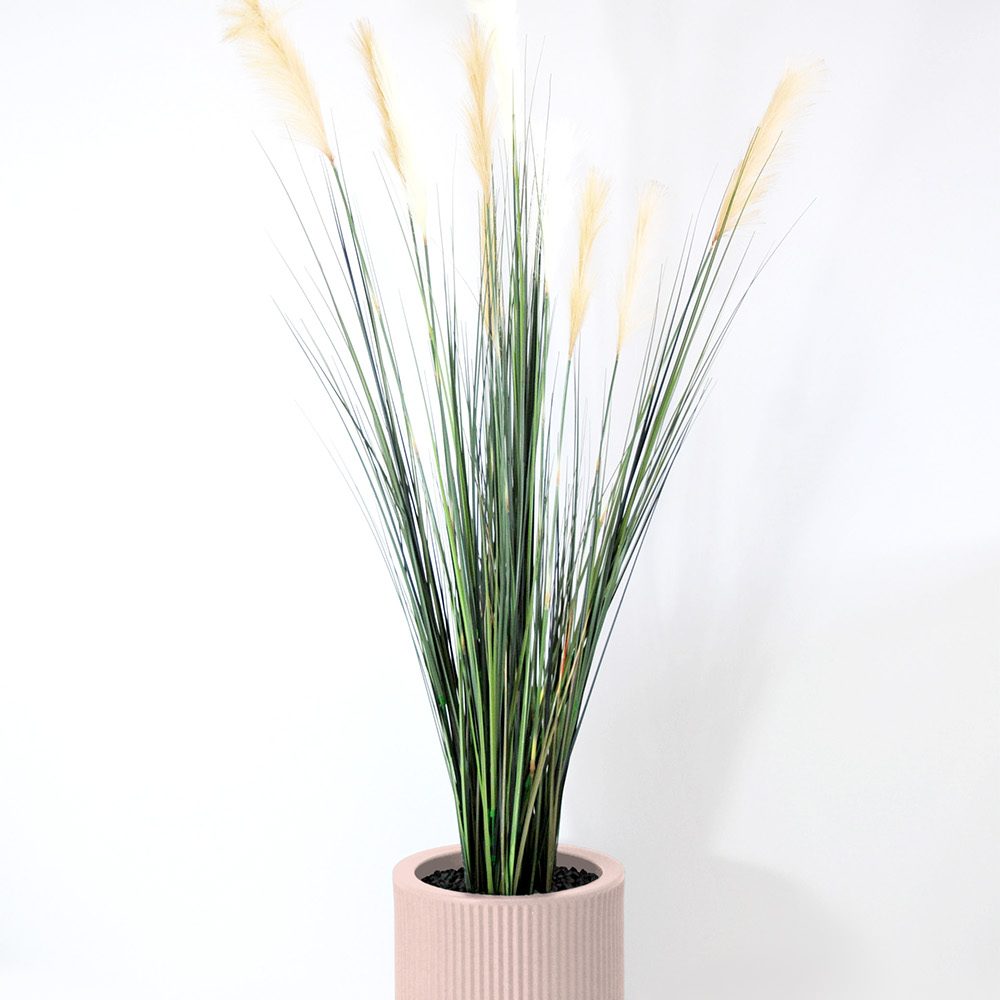 Carex - Rose