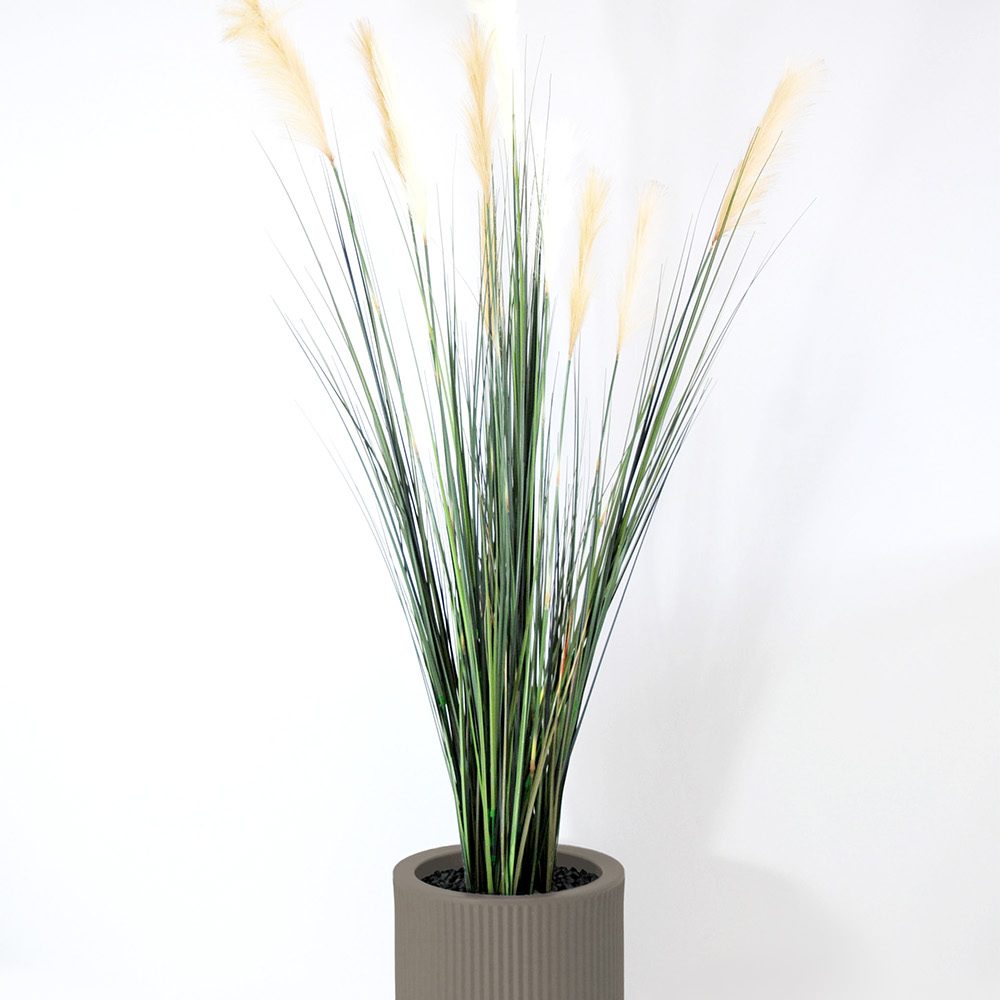 Carex - Tortora