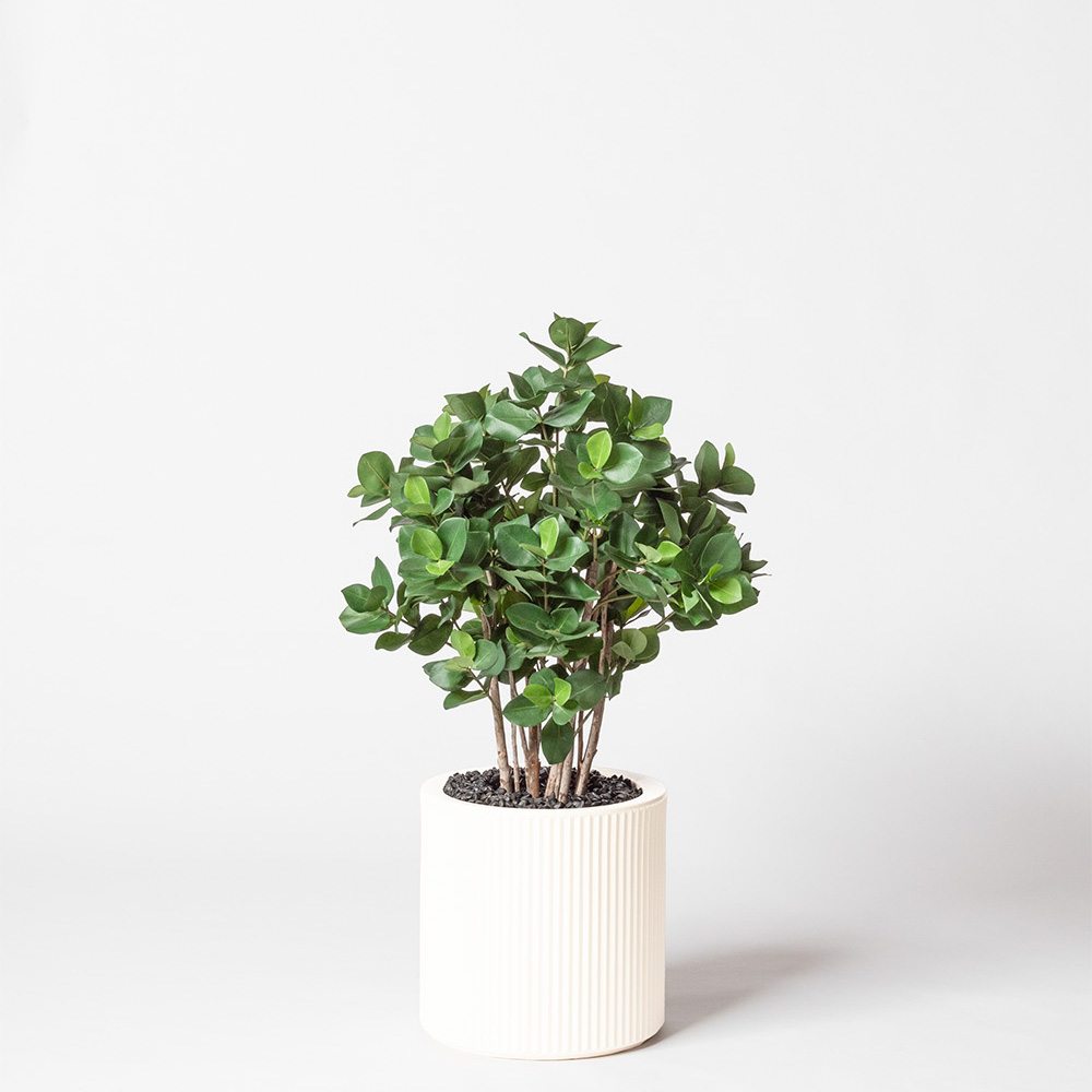 Clusia buisson - Blanc