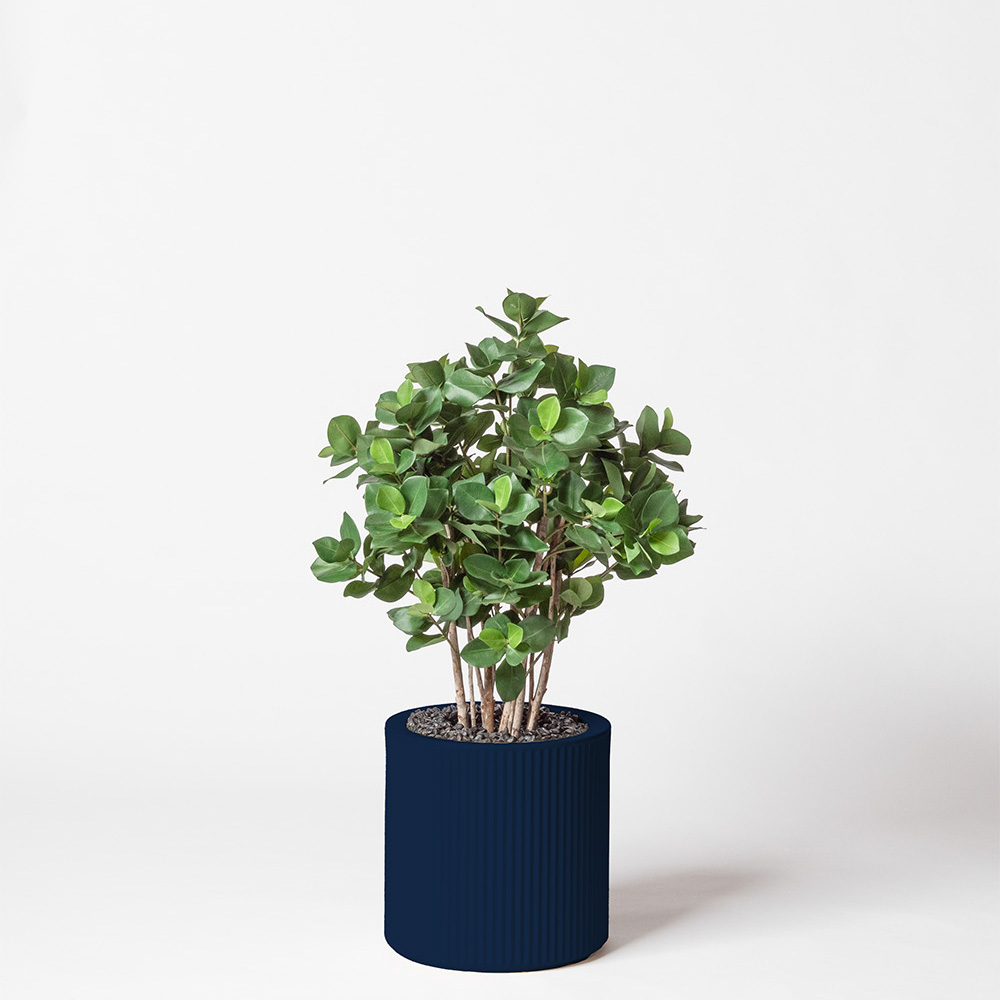 Clusia buisson - Bleu