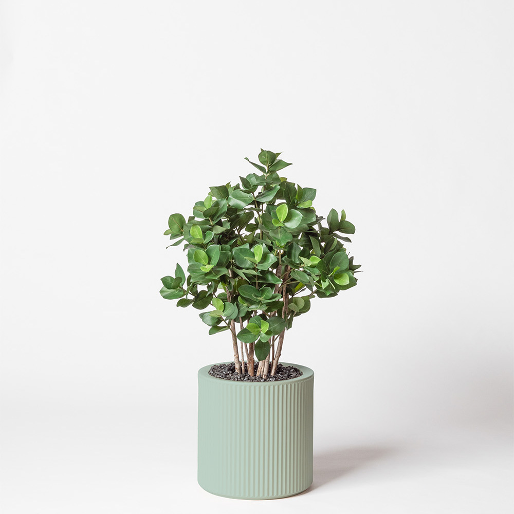 Clusia buisson - Turquoise