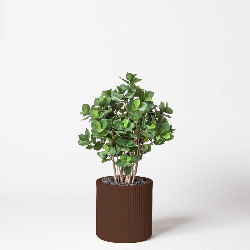 Clusia buisson - Marron