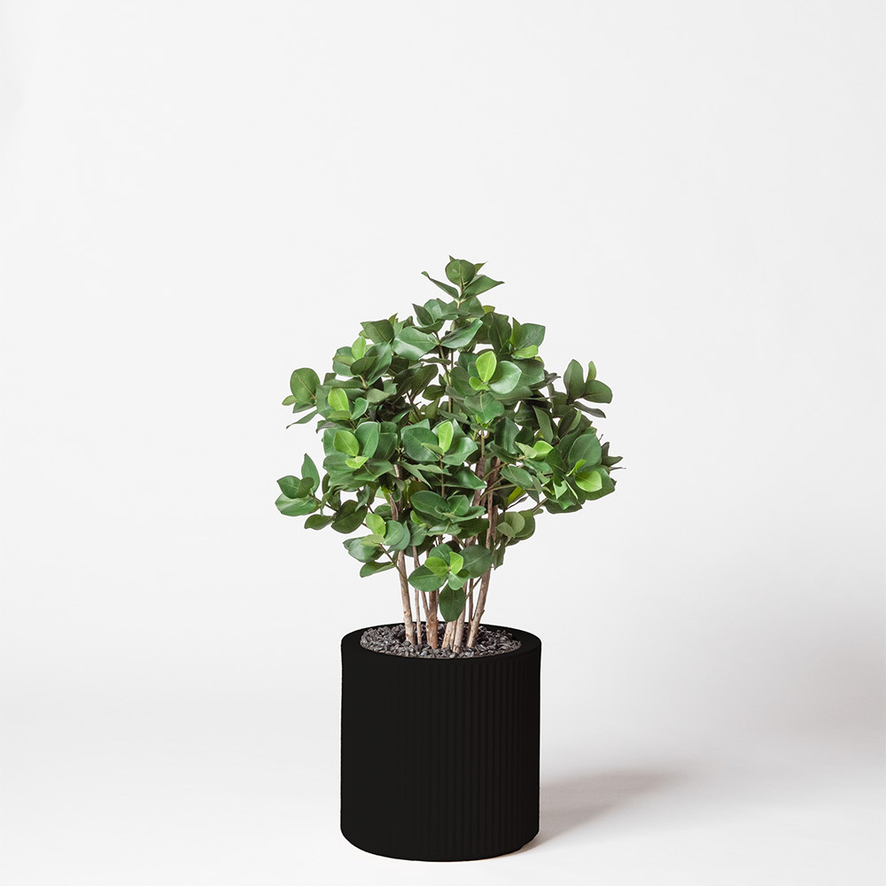 Clusia buisson - Noir