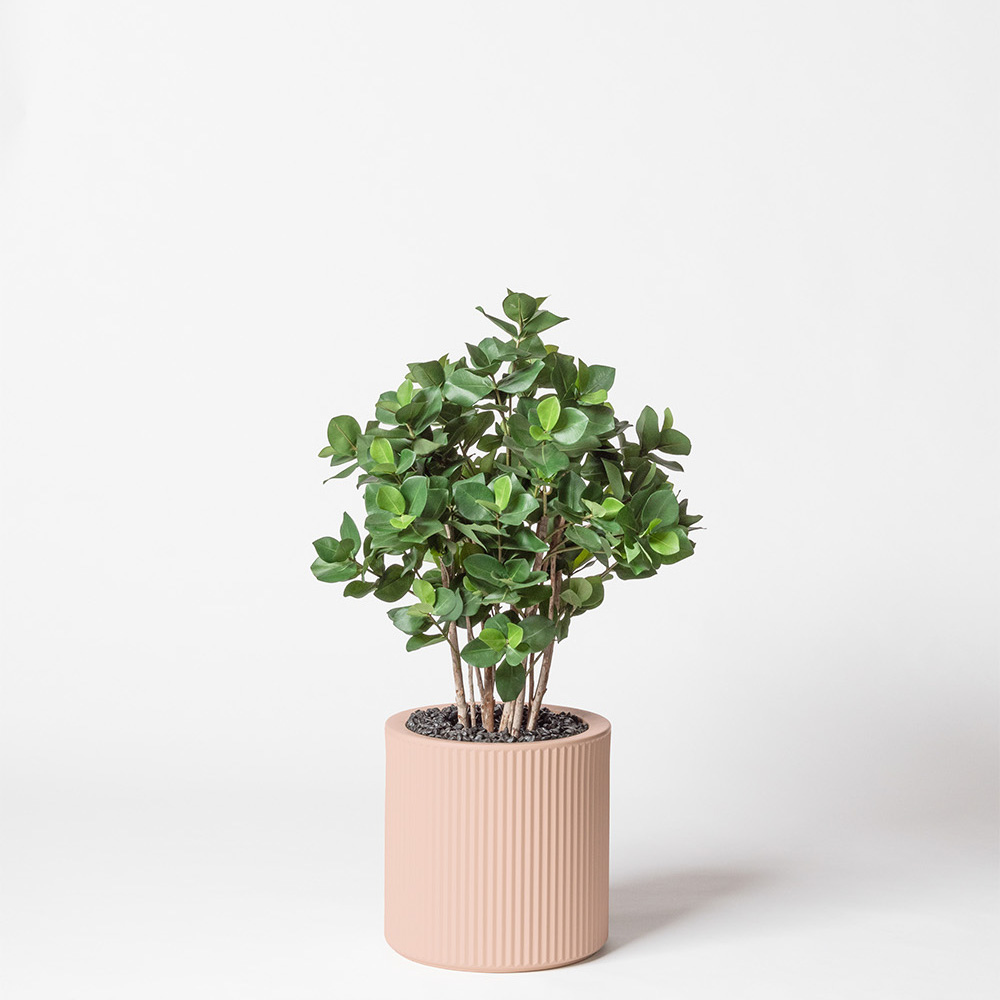 Clusia buisson - Rose