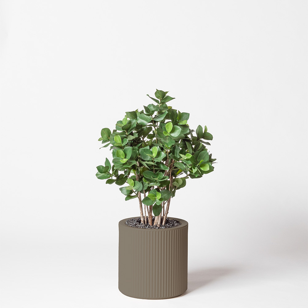 Clusia buisson - Tortora