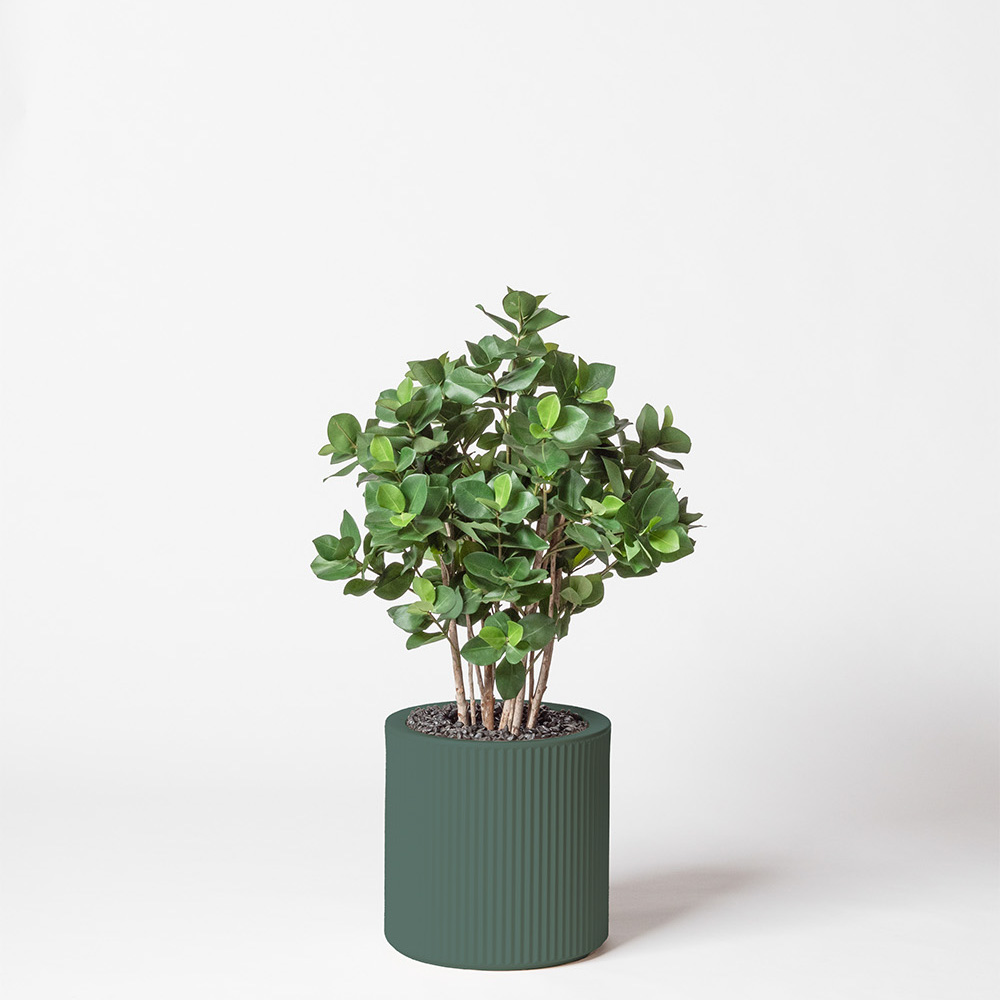Clusia buisson - Vert