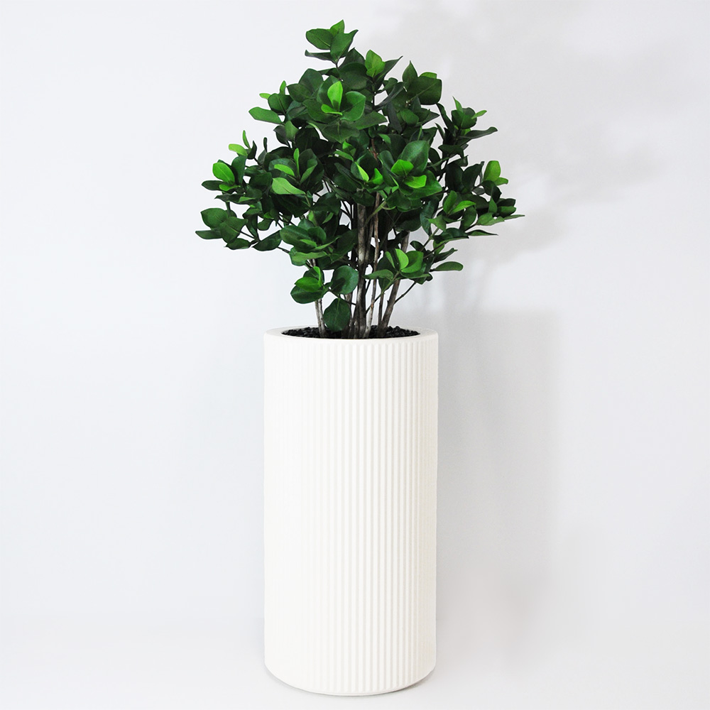 Clusia buisson - Blanc