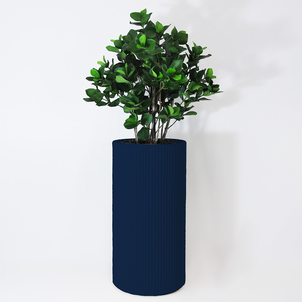 Clusia buisson - Bleu
