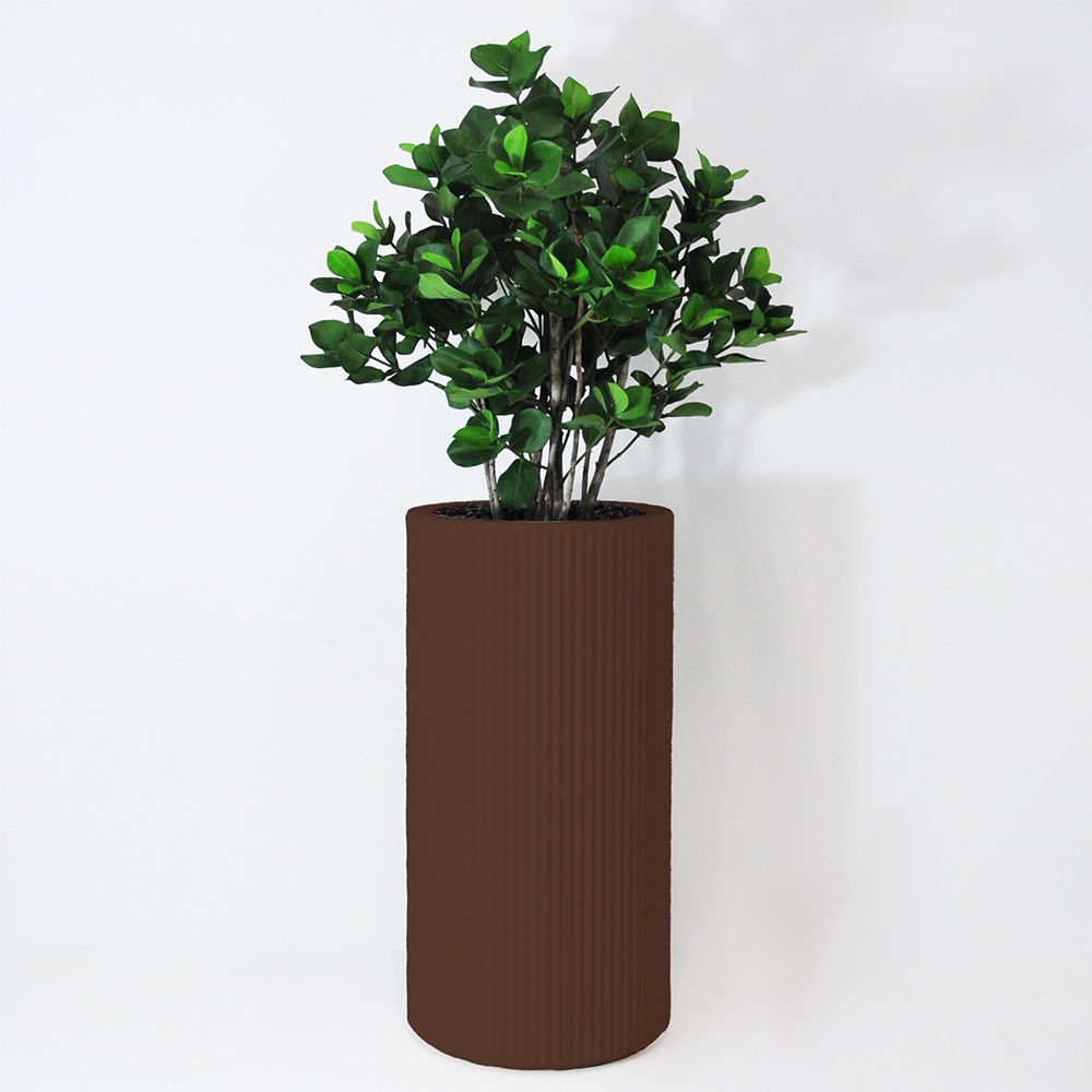 Clusia buisson - Marron