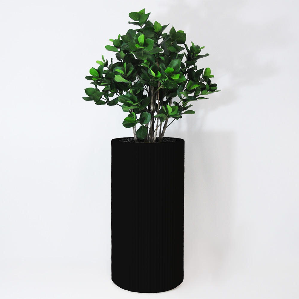Clusia buisson - Noir