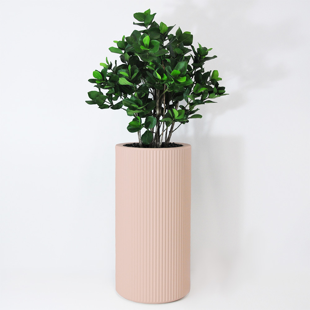 Clusia buisson - Rose