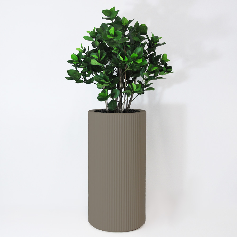 Clusia buisson - Tortora