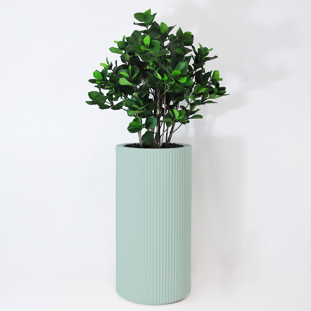 Clusia buisson - Turquoise