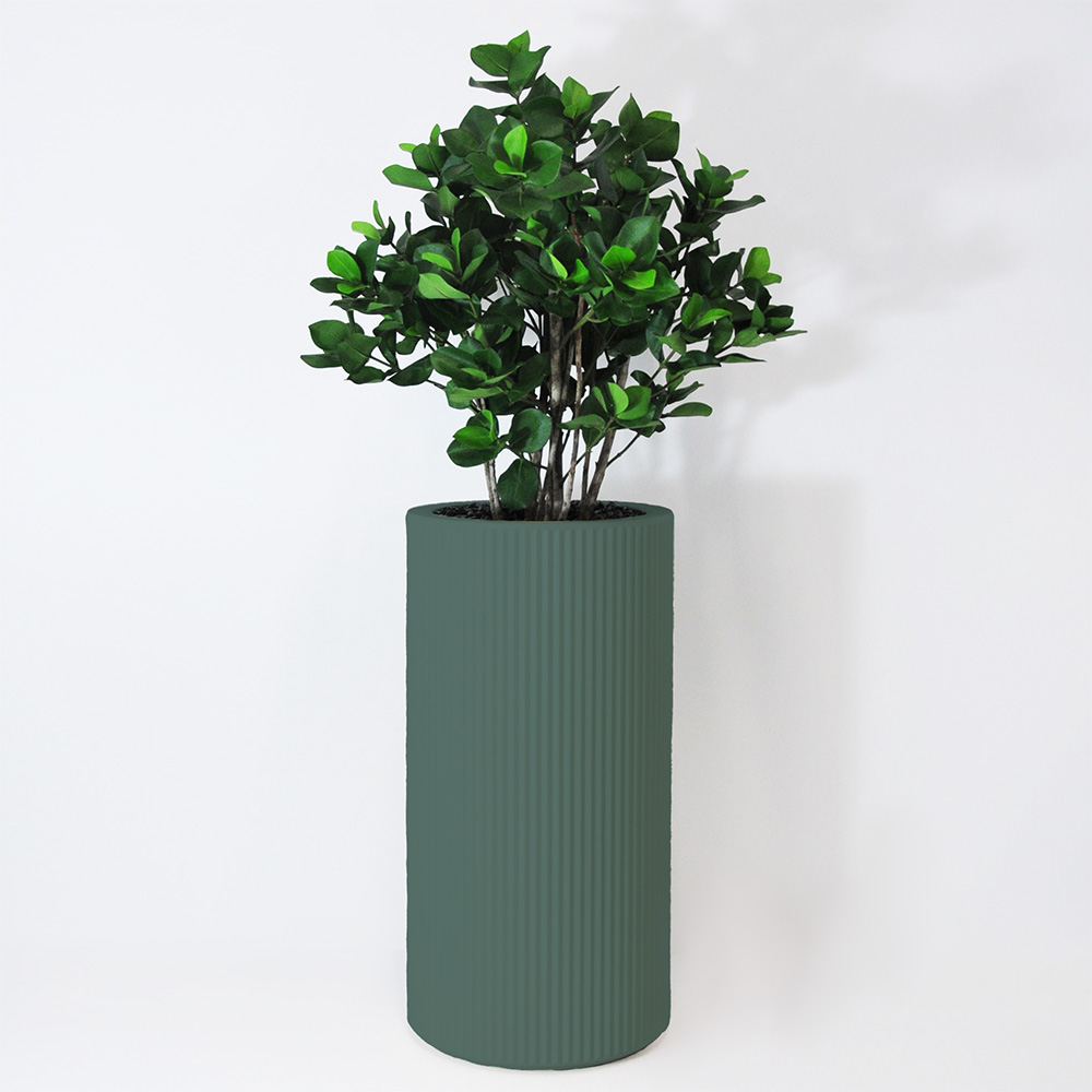 Clusia buisson - Vert