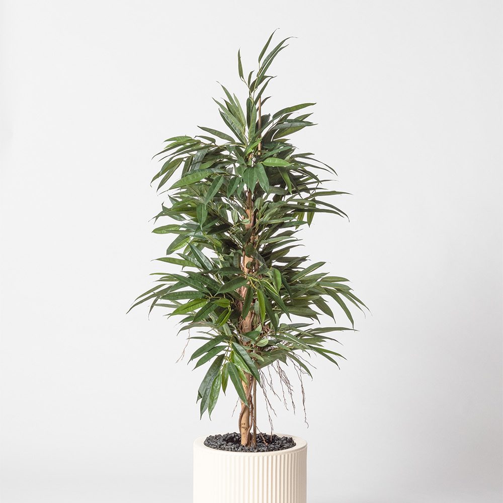 Ficus bush royal - Blanc