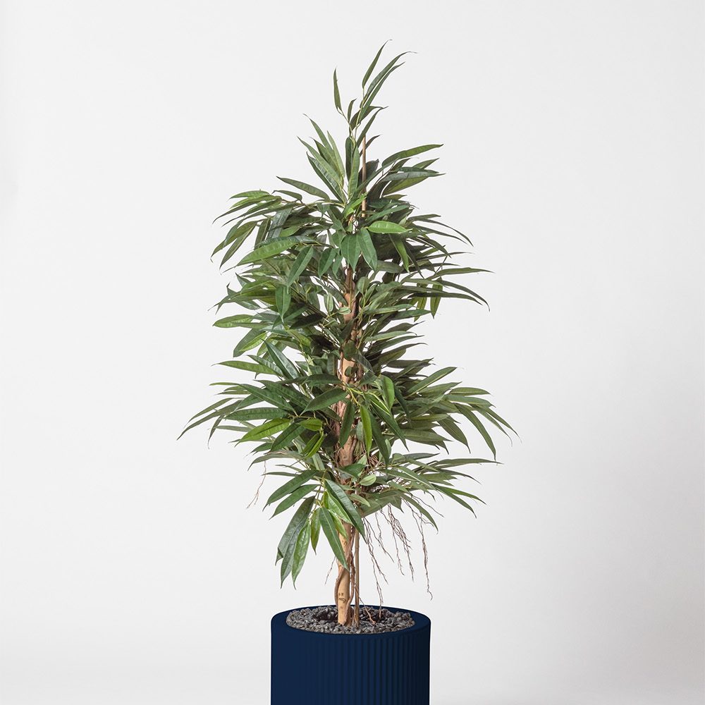 Ficus bush royal - Bleu