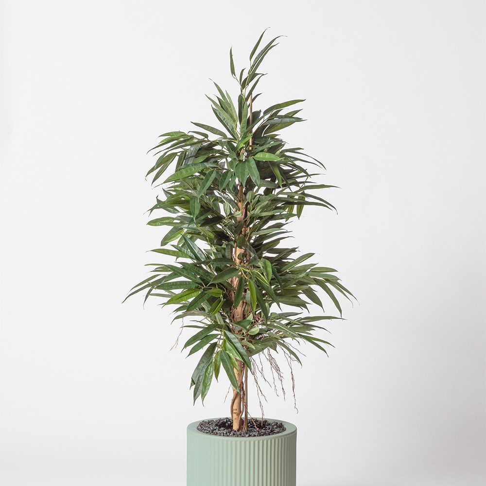 Ficus bush royal - Turquoise