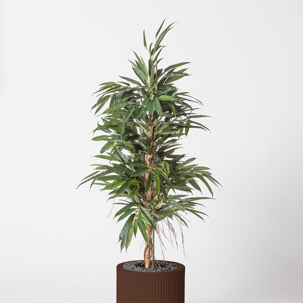 Ficus bush royal - Marron