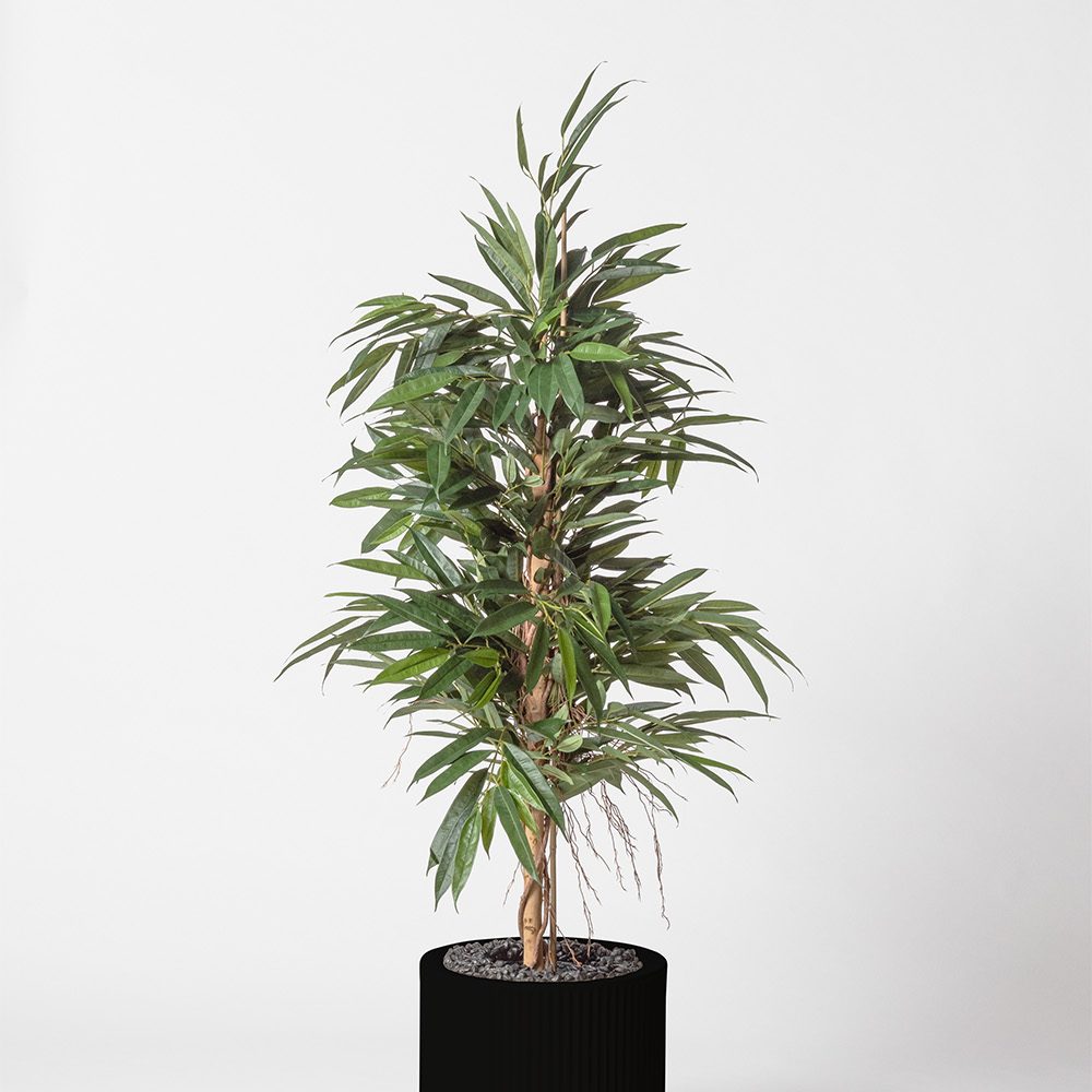 Ficus bush royal - Noir