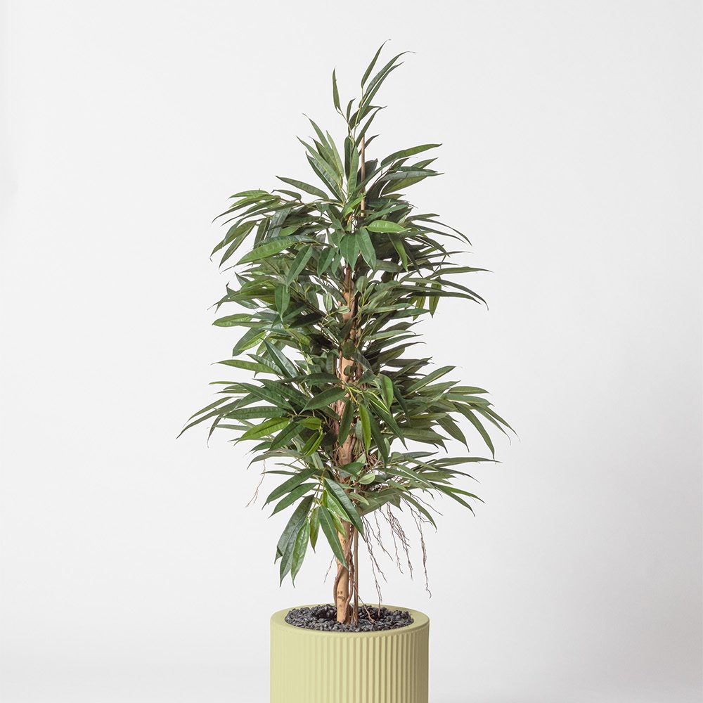 Ficus bush royal - Pistache