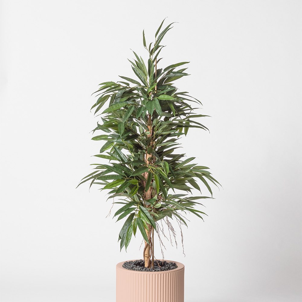 Ficus bush royal - Rose