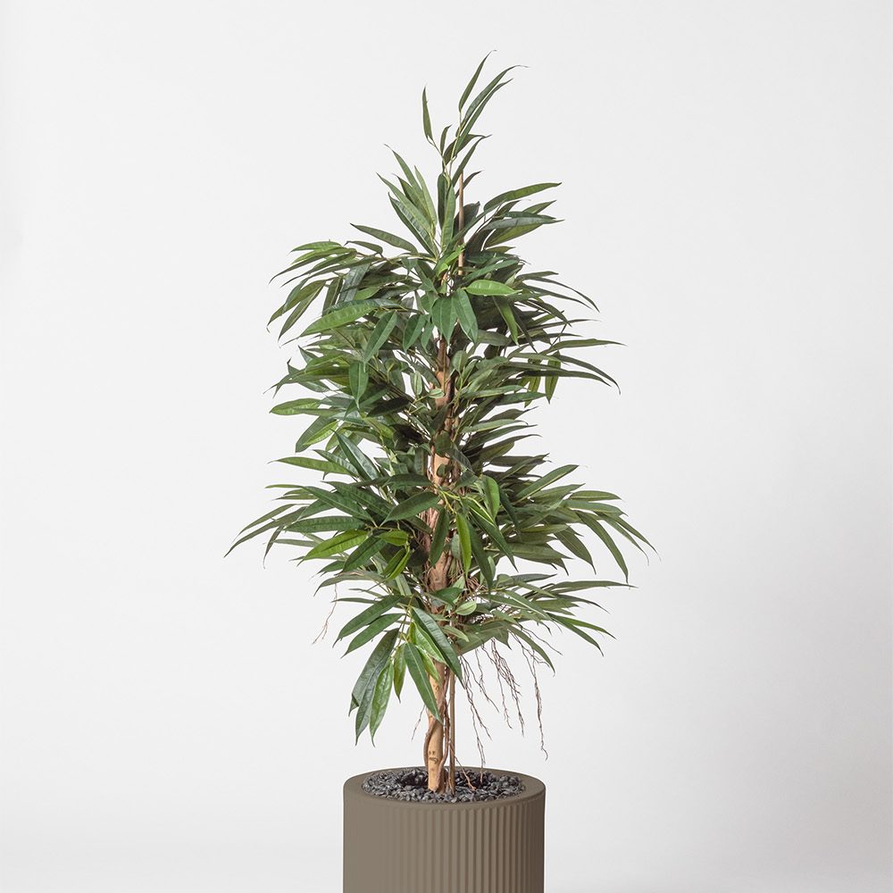 Ficus bush royal - Tortora