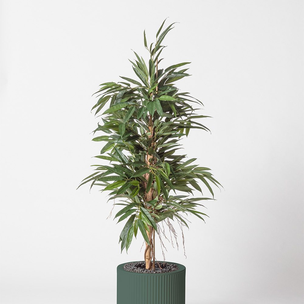 Ficus bush royal - Vert