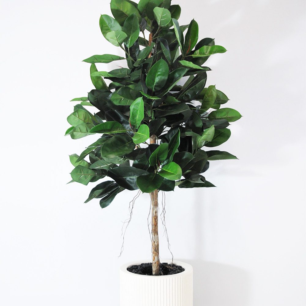 Ficus elastica - Blanc