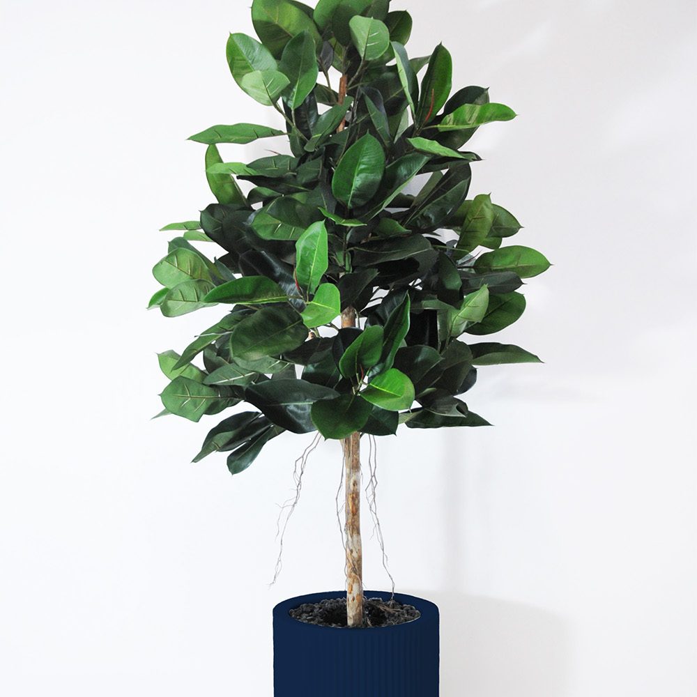 Ficus elastica - Bleu