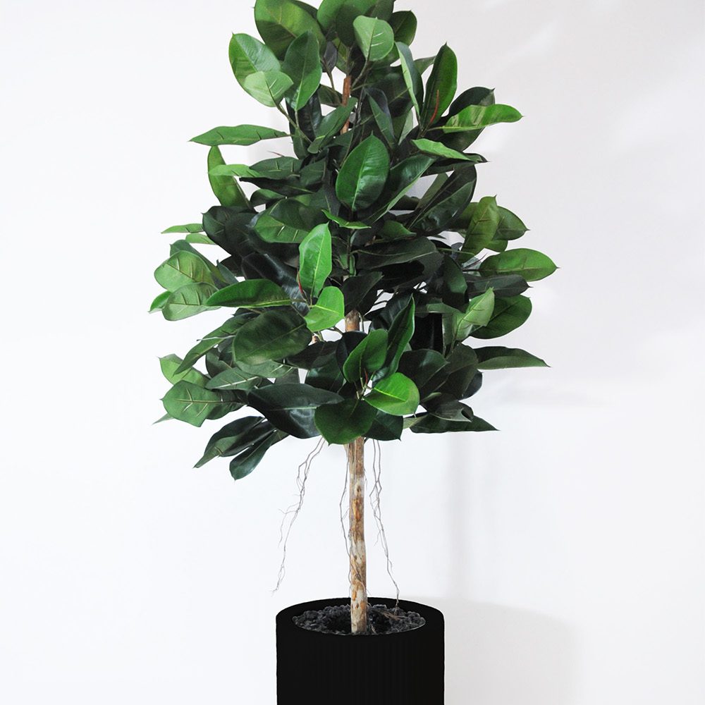 Ficus elastica - Noir