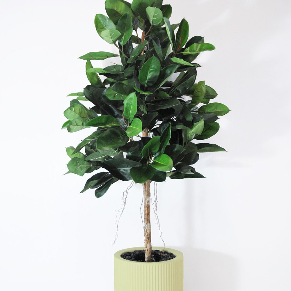 Ficus elastica - Pistache