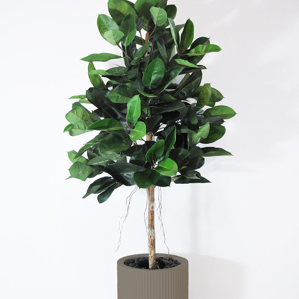 Ficus elastica - Tortora