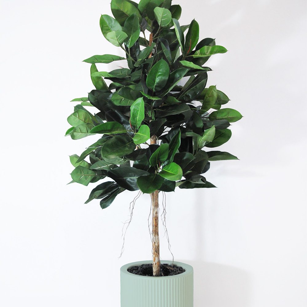 Ficus elastica - Turquoise