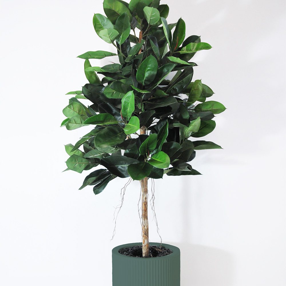 Ficus elastica - Vert