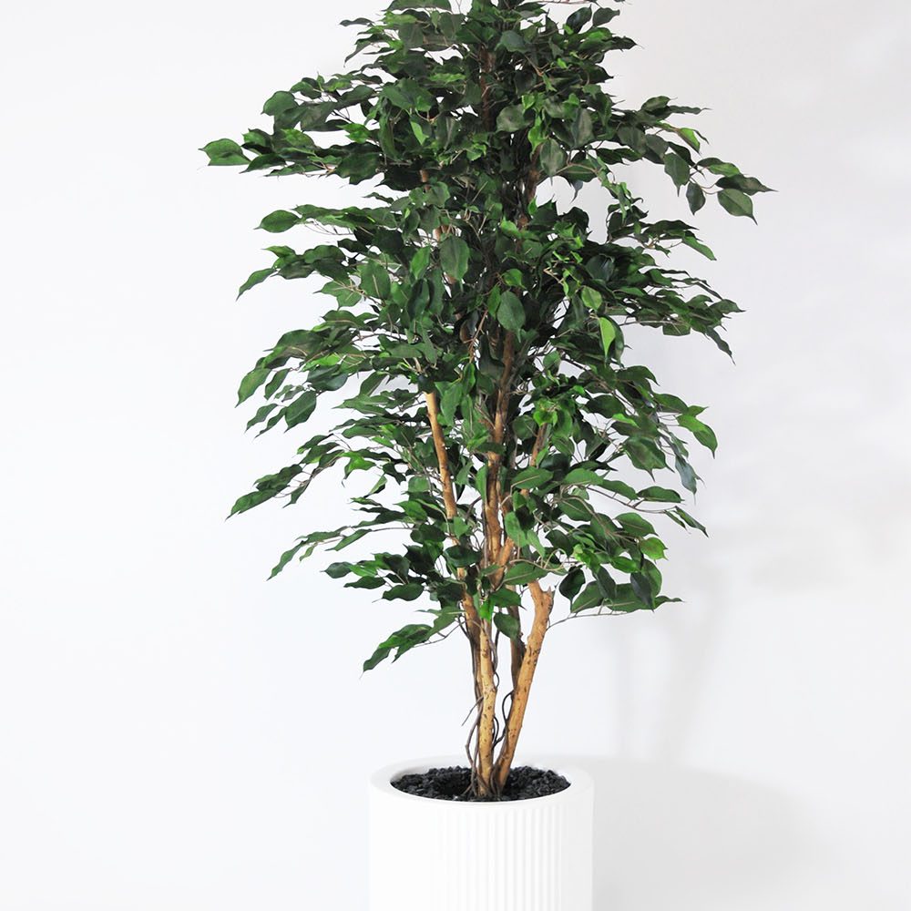 Ficus exotica - Blanc