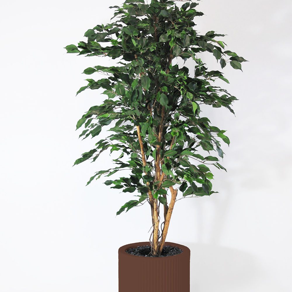 Ficus exotica - Marron